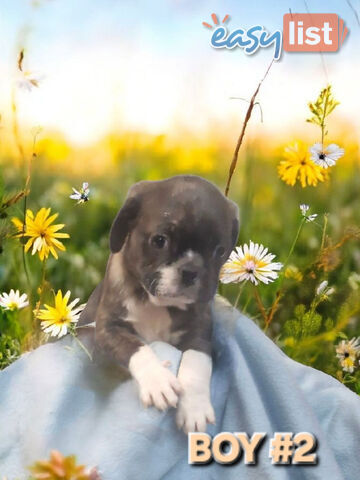 ADORABLE BUGG PUPPIES 