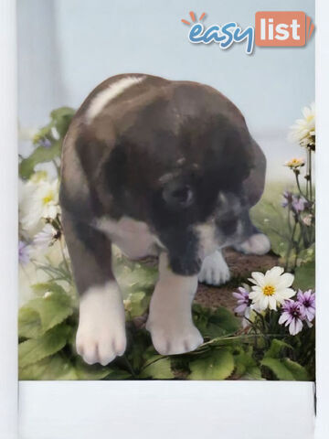 ADORABLE BUGG PUPPIES 