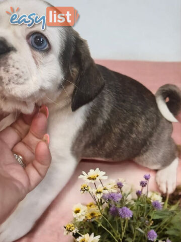 ADORABLE BUGG PUPPIES 