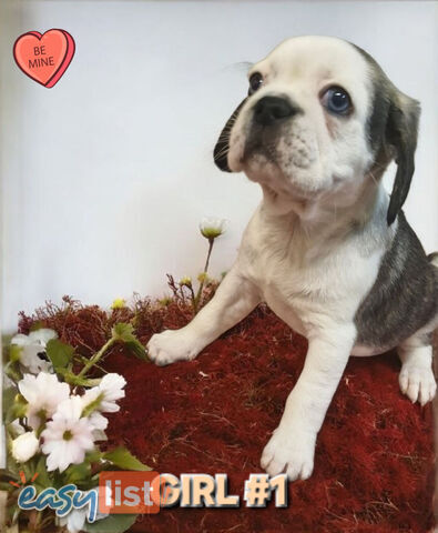 ADORABLE BUGG PUPPIES 
