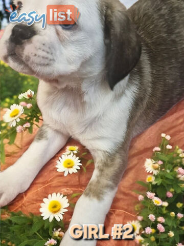 ADORABLE BUGG PUPPIES 