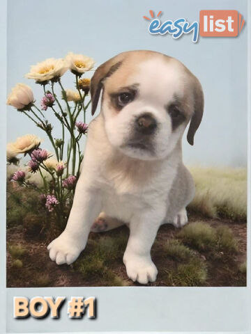 ADORABLE BUGG PUPPIES 