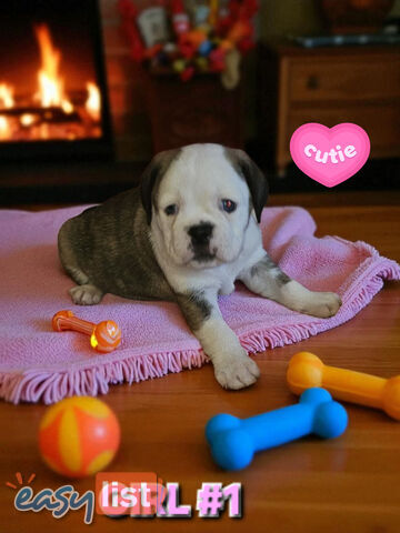 ADORABLE BUGG PUPPIES COMING SOON!!!
