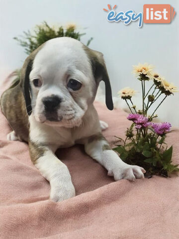 ADORABLE BUGG PUPPIES 