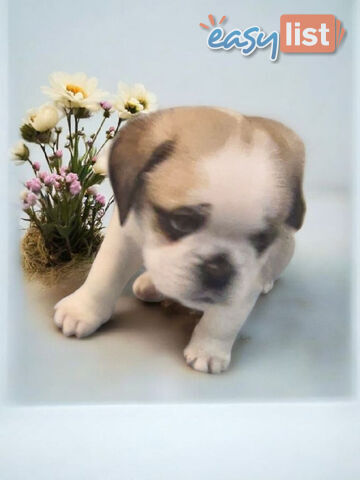ADORABLE BUGG PUPPIES 