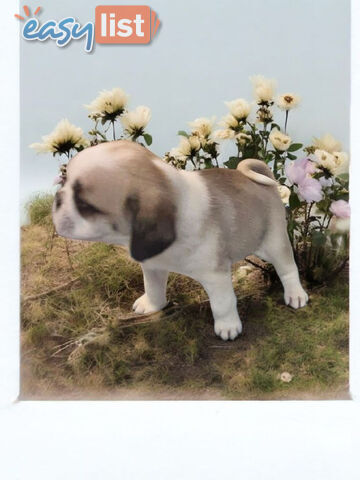 ADORABLE BUGG PUPPIES 