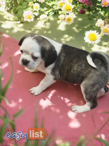 ADORABLE BUGG PUPPIES 