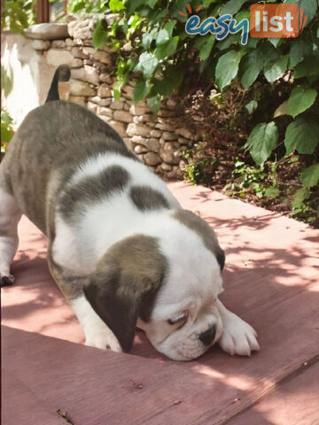 ADORABLE BUGG PUPPIES 