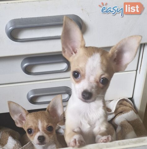 BEAUTIFUL TINY TEACUP CHIHUAHUA PUPPIES