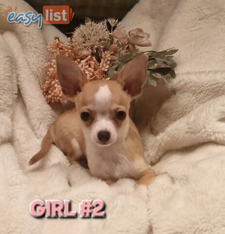 BEAUTIFUL TINY CHIHUAHUA PUPPIES