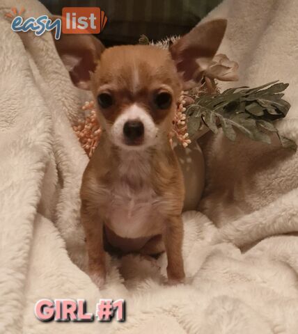 BEAUTIFUL TINY CHIHUAHUA PUPPIES