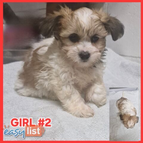  ADORABLE FLUFFY  MALTESE X SHIHTZU PUPPIES!