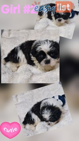 ADORABLE FLUFFY MALTESE X SHIHTZU PUPPIES  