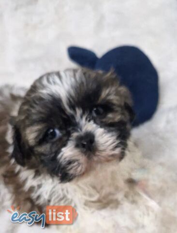 ADORABLE FLUFFY MALTESE X SHIHTZU PUPPIES COMING SOON!!! ADORABLE FLUFFY MALTESE X SHIHTZU PUPPIES COMING SOON!!!