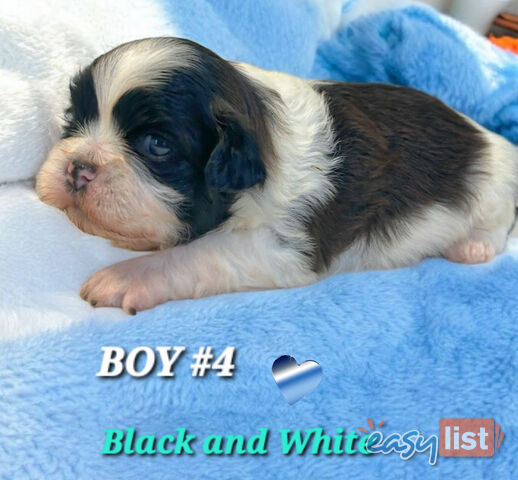  ADORABLE FLUFFY  MALTESE X SHIHTZU COMING SOON!!!