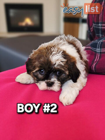 ADORABLE FLUFFY MALTESE X SHIHTZU PUPPIES  