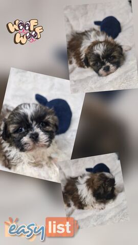 ADORABLE FLUFFY MALTESE X SHIHTZU PUPPIES  