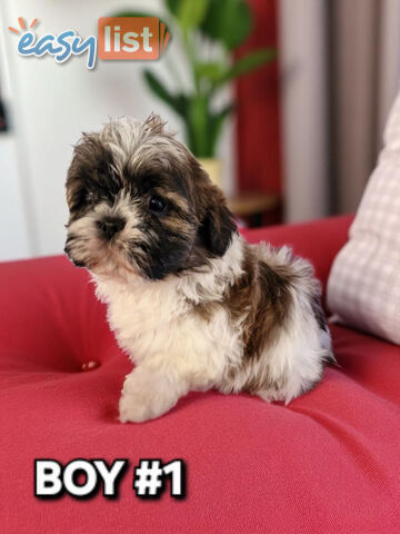 ADORABLE FLUFFY MALTESE X SHIHTZU PUPPIES  