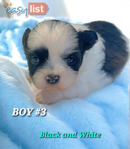  ADORABLE FLUFFY  MALTESE X SHIHTZU COMING SOON!!!