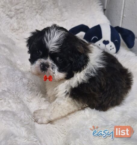 ADORABLE FLUFFY MALTESE X SHIHTZU PUPPIES  