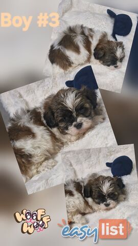 ADORABLE FLUFFY MALTESE X SHIHTZU PUPPIES  