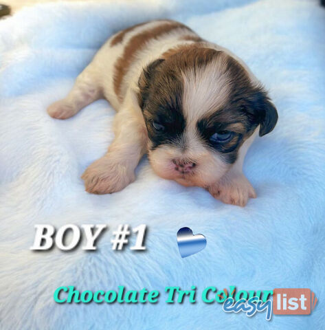  ADORABLE FLUFFY  MALTESE X SHIHTZU COMING SOON!!!