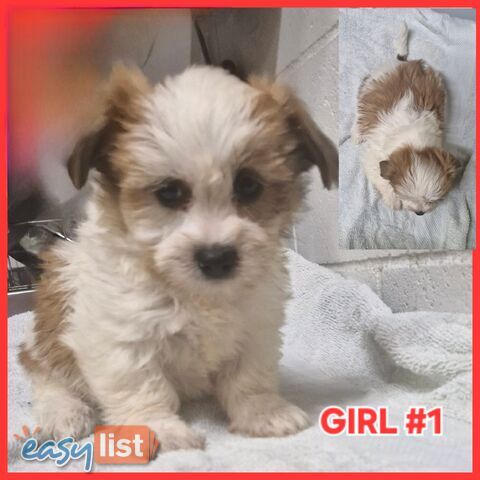  ADORABLE FLUFFY  MALTESE X SHIHTZU PUPPIES!