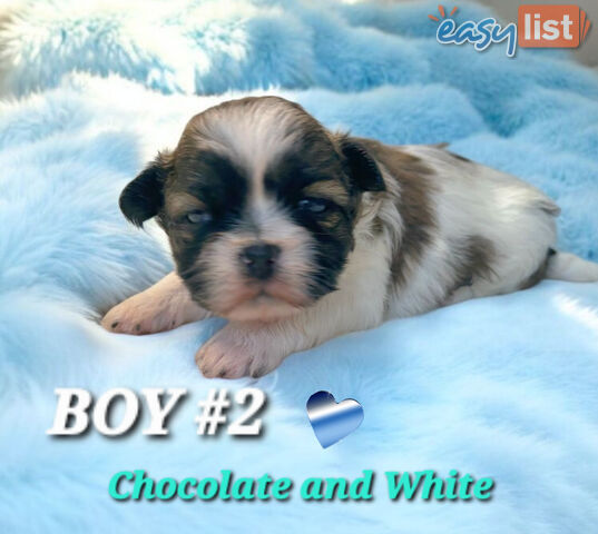  ADORABLE FLUFFY  MALTESE X SHIHTZU COMING SOON!!!
