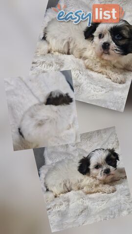 ADORABLE FLUFFY MALTESE X SHIHTZU PUPPIES  