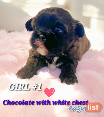  ADORABLE FLUFFY  MALTESE X SHIHTZU COMING SOON!!!