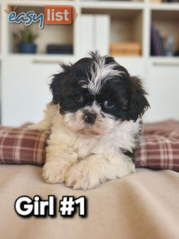 ADORABLE FLUFFY MALTESE X SHIHTZU PUPPIES  