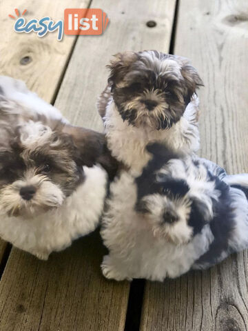 ADORABLE FLUFFY MALTESE X SHIHTZU PUPPIES  