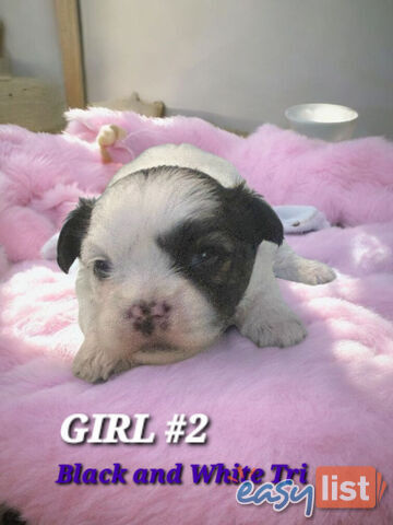  ADORABLE FLUFFY  MALTESE X SHIHTZU COMING SOON!!!