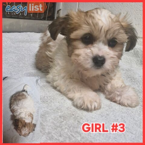  ADORABLE FLUFFY  MALTESE X SHIHTZU PUPPIES!
