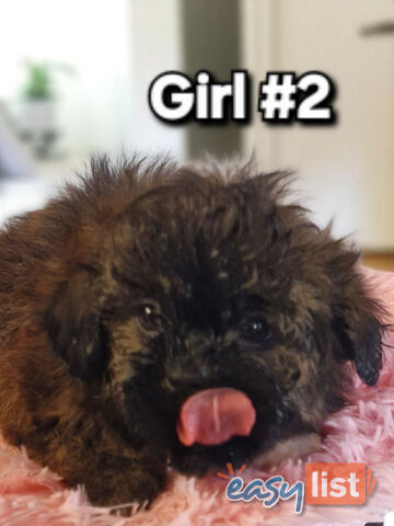ADORABLE FLUFFY MALTESE X SHIHTZU PUPPIES  
