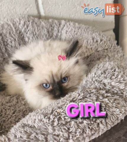 BEAUTIFUL RAGDOLL KITTENS