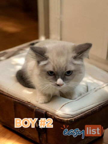GORGEOUS FLUFFY PUREBRED RAGDOLL KITTENS