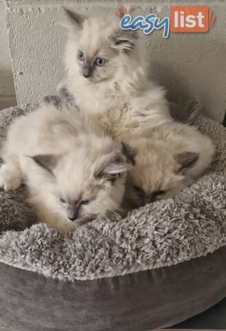 BEAUTIFUL RAGDOLL KITTENS