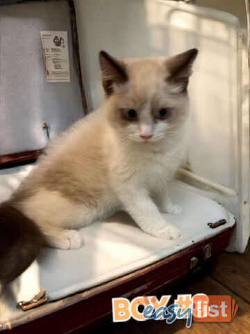 GORGEOUS FLUFFY PUREBRED RAGDOLL KITTENS