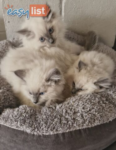 BEAUTIFUL RAGDOLL KITTENS