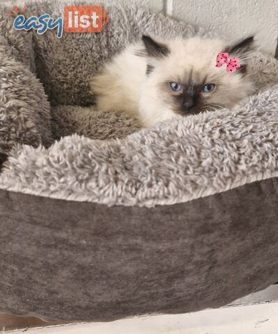 BEAUTIFUL RAGDOLL KITTENS
