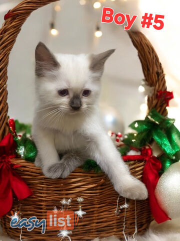 GORGEOUS FLUFFY PUREBRED RAGDOLL KITTENS