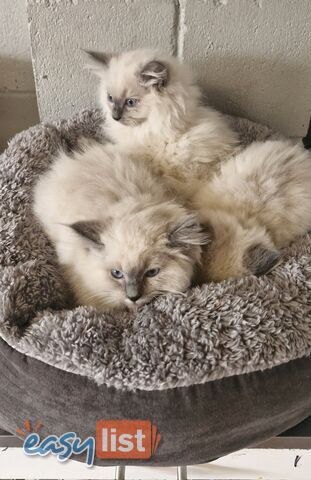 BEAUTIFUL RAGDOLL KITTENS