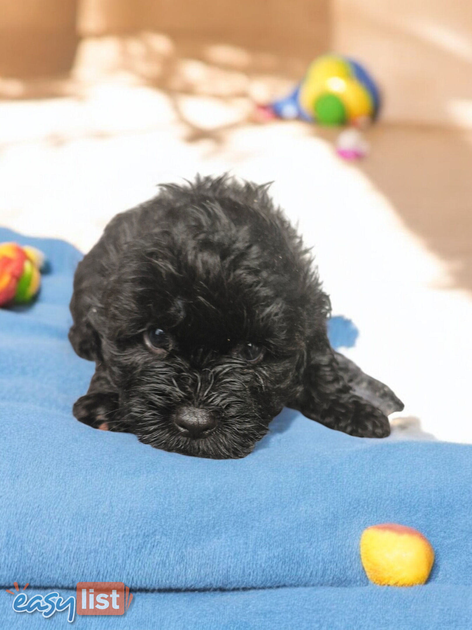 Shoodle puppies for sale in Hope Island, QLD