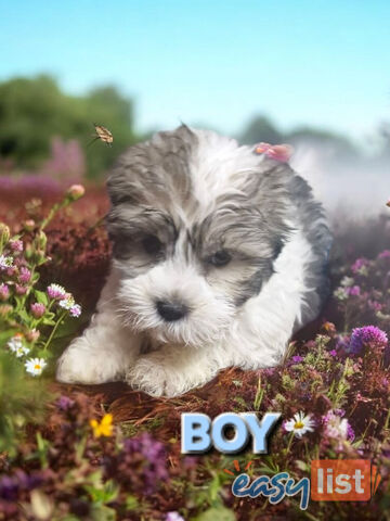 ADORABLE FLUFFY LHATESE PUPPIES