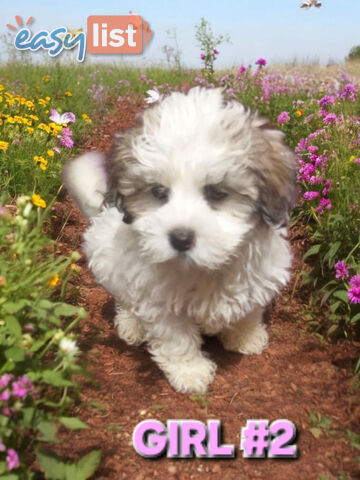 ADORABLE FLUFFY LHATESE PUPPIES