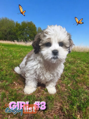 ADORABLE FLUFFY LHATESE PUPPIES