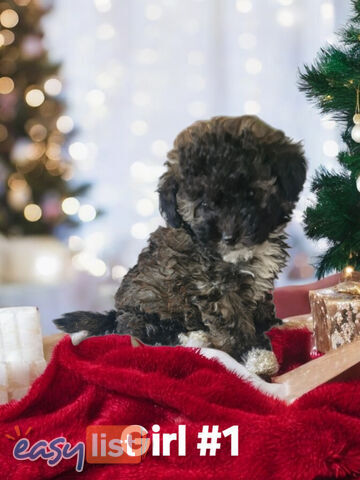 Tiny Toy Jackoodle Puppies