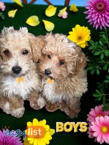 BEAUTIFULLY SASSY JACKOODLE PUPPIES