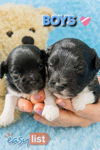 TEDDY BEAR TOY CAVOODLE PUPPIES COMING SOON!!!